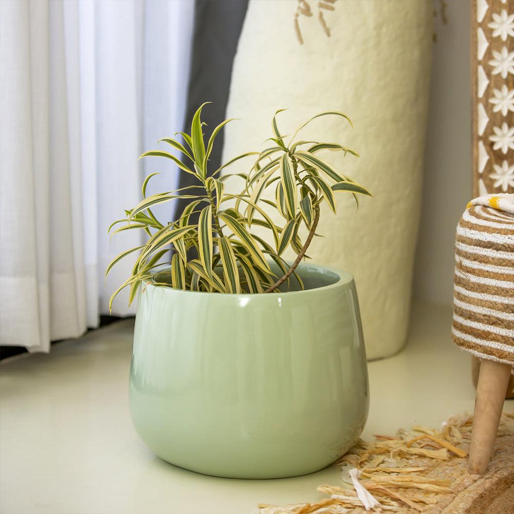Marram Planter - Living Shapes
