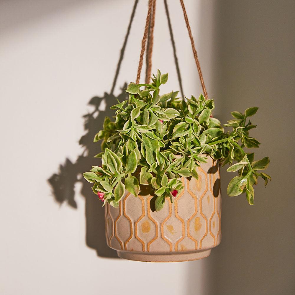 Elmwood Hanging Pot - Living Shapes